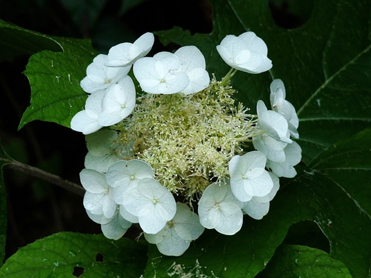 {Hydrangea quercifolia}